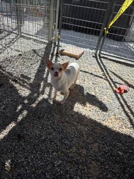 L624 D10 -  Chihuahua Dog for Adoption in Pahrump, Nevada - L624 D10 | PetCurious