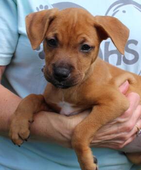 Jeanie 44332 -  Retriever Dog for Adoption in Prattville, Alabama - Jeanie 44332 | PetCurious