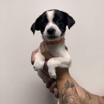 Mixed Breed Dogs Available for Adoption in Las Vegas, Nevada - Dustin | PetCurious