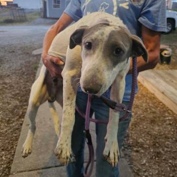TNGC-Stray-1410 -  Mixed Breed Dog for Adoption in Pulaski, Tennessee - TNGC-Stray-1410 | PetCurious