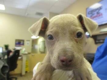 Staffordshire Bull Terrier Dogs Available for Adoption in Ocala, Florida - A380173 | PetCurious