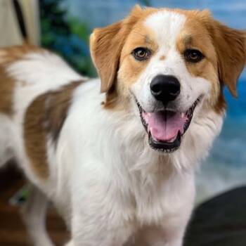 Rescue Great Pyrenees Dogs for Adoption in Brock, Texas - Ashley | PetCurious