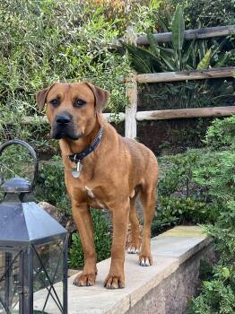 Rescue Labrador Retriever and Rhodesian Ridgeback Dogs for Adoption in Arvada, Colorado - Buddy | PetCurious