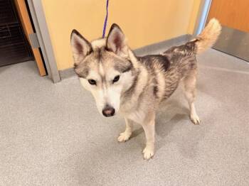 Siberian Husky Dogs Available for Adoption - TANNER | PetCurious
