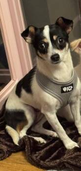 Chihuahua Dogs Available for Adoption - Addie | PetCurious