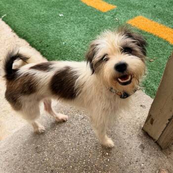 Kira (Benefactor Dog) -  Terrier and Shih Tzu Dog for Adoption in New Orleans, Louisiana - Kira (Benefactor Dog) | PetCurious