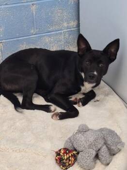 Furby -  Australian Cattle Dog Blue Heeler Dog for Adoption in Morristown, Tennessee - Furby | PetCurious