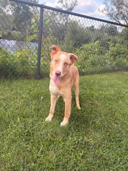 Kay -  Mixed Breed Dog for Adoption in Warren, Pennsylvania - Kay | PetCurious