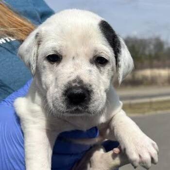 Great Pyrenees Dogs Available for Adoption - Evia | PetCurious