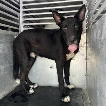 Brisk -  Shar Pei and Mixed Breed Dog for Adoption in Edinburg, Texas - Brisk | PetCurious