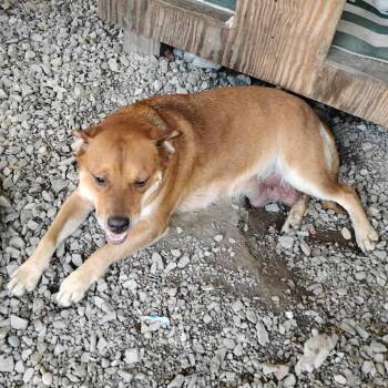 DeeDee -  Rottweiler and Mixed Breed Dog for Adoption in Bartlett, Tennessee - DeeDee | PetCurious