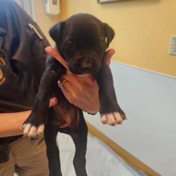 Pit Bull Terrier Dogs Available for Adoption in Norman, Oklahoma - Mave | PetCurious