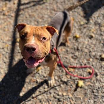 Arnold -  Pit Bull Terrier Dog for Adoption in Buffalo, New York - Arnold | PetCurious