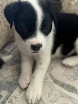 Rescue Australian Cattle Dog Blue Heeler Dogs for Adoption in Midway, Utah - Twix | PetCurious