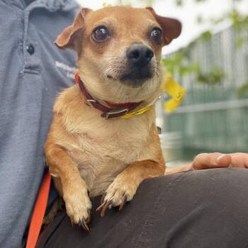 Penelope -  Chihuahua and Mixed Breed Dog for Adoption in Wimberley, Texas - Penelope | PetCurious