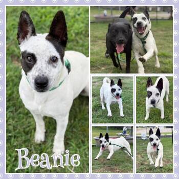 Beanie -  Australian Cattle Dog Blue Heeler and Mixed Breed Dog for Adoption in Fort Smith, Arkansas - Beanie | PetCurious