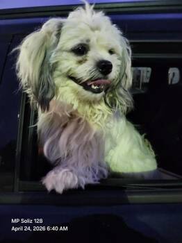 Lhasa Apso Dogs Available for Adoption in San Antonio, Texas - MAT | PetCurious
