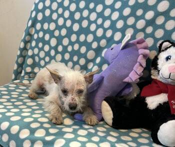 Terrier Dogs Available for Adoption - Alfie | PetCurious