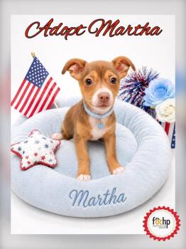 Martha Washington -  Chihuahua and Dachshund Dog for Adoption in Orange, California - Martha Washington | PetCurious