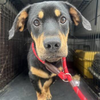 Swirly -  Dachshund and Rottweiler Dog for Adoption in Charlottesville, Virginia - Swirly | PetCurious