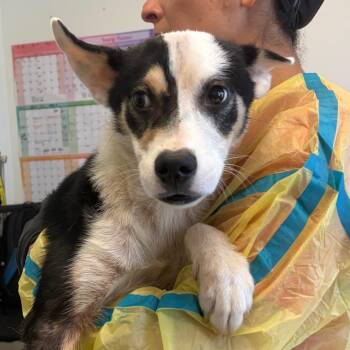 Dugan -  Border Collie and Mixed Breed Dog for Adoption in Nashville, Tennessee - Dugan | PetCurious