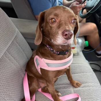 Rosie C-34356 -  Beagle and Mixed Breed Dog for Adoption in Oklahoma City, Oklahoma - Rosie C-34356 | PetCurious