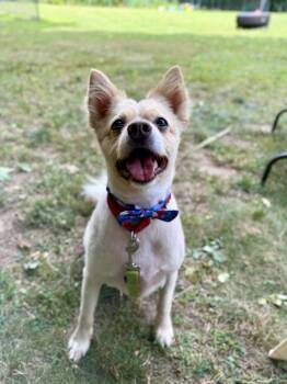 Tucker -  Pomeranian Dog for Adoption in Plymouth, Connecticut - Tucker | PetCurious