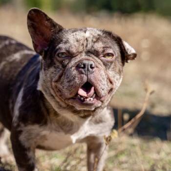 Bowie -  French Bulldog Dog for Adoption in Golden, Colorado - Bowie | PetCurious