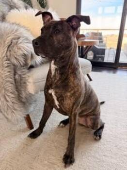 Pit Bull Terrier Dogs Available for Adoption - Roo | PetCurious