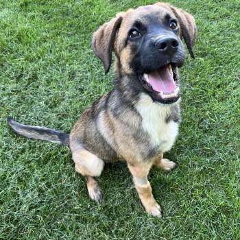 Sonny -  German Shepherd Dog Dog Available for Adoption in Sherman, Illinois - Sonny | PetCurious