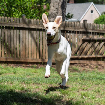 Rescue Hound and Mixed Breed Dogs for Adoption in Atlanta, Georgia - Sparky | PetCurious