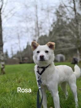 Mixed Breed Dogs Available for Adoption in Elma, Washington - Rosa -Sweet Heart -25 Lbs. | PetCurious