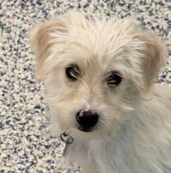 Standard Poodle Dogs Available for Adoption - Micky | PetCurious