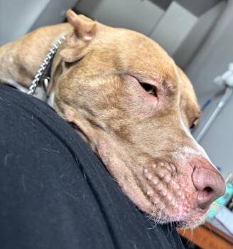 Pit Bull Terrier Dogs Available for Adoption in Richboro, Pennsylvania - Zeus | PetCurious