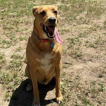 Toby -  Mixed Breed Dog for Adoption in Yaphank, New York - Toby | PetCurious