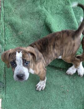 Ford -  American Bulldog and Bluetick Coonhound Dog for Adoption in Cuyahoga Falls, Ohio - Ford | PetCurious