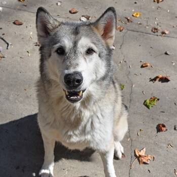Rescue Husky Dogs for Adoption in Columbus, North Carolina - Kratos | PetCurious