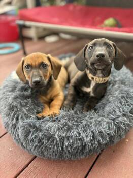Dachshund and Retriever Dogs Available for Adoption - Morgan | PetCurious