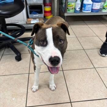 Pit Bull Terrier Dogs Available for Adoption - Sweet Heart | PetCurious