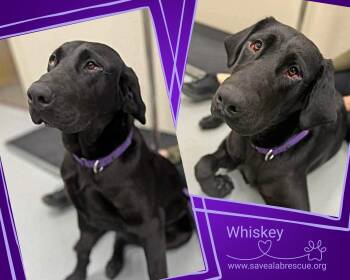 Labrador Retriever and Black Labrador Retriever Dogs Available for Adoption - Whiskey | PetCurious