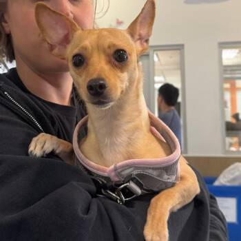 Nellie A2279479 -  Chihuahua Dog for Adoption in Los Angeles, California - Nellie A2279479 | PetCurious