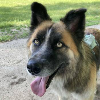 Mojo -  German Shepherd Dog and Husky Dog for Adoption in Snoqualmie, Washington - Mojo | PetCurious