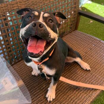 Serenity -  Mixed Breed Dog for Adoption in Warwick, Rhode Island - Serenity | PetCurious