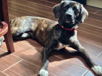 Scarlett -  Plott Hound Dog for Adoption in Mocksville, North Carolina - Scarlett | PetCurious