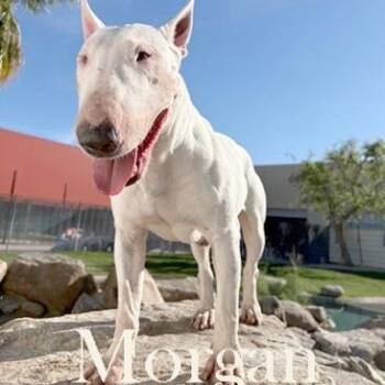 Bull Terrier Dogs Available for Adoption - Morgan | PetCurious