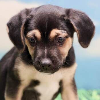 PJ -  Labrador Retriever and Mixed Breed Dog for Adoption in Casa Grande, Arizona - PJ | PetCurious