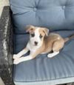 Rescue Australian Shepherd and Pit Bull Terrier Dogs for Adoption in Newport Beach, California - Hazel | PetCurious