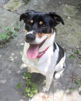 Rocky -  Terrier and Mixed Breed Dog for Adoption - Rocky | PetCurious