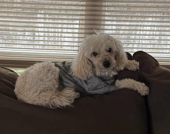 Miniature Poodle Dogs Available for Adoption in Holland, Michigan - Sparty | PetCurious