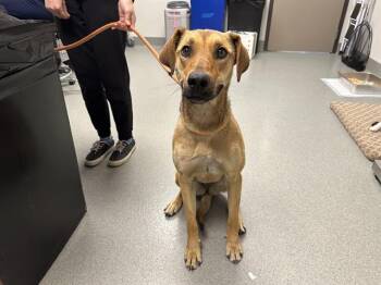 Rhodesian Ridgeback and Mixed Breed Dogs Available for Adoption - FAITH | PetCurious
